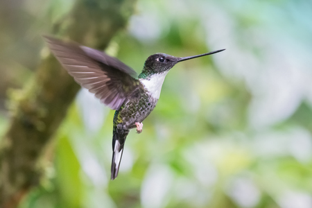 Collared Inca Coeligena torquata hummingbird in flight in Ecuador, South Americaの写真素材