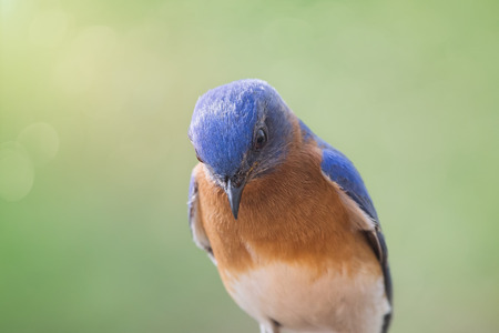 Eastern Bluebird Sialia sialis portrait taken in Maryland during the Springの写真素材