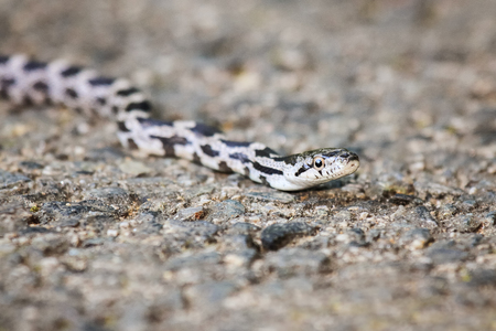 Eastern Ratsnake Pantherophis alleghaniensis juvenile moving along the ground in Maryland during the...
