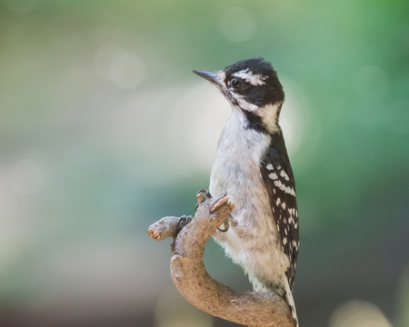 Downy Woodpecker Picoides pubescens fledgling perching in a tree during the Springの写真素材