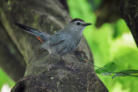 Gray Catbird Dumetella carolinensis perching in a tree in Maryland during the Summerの写真素材