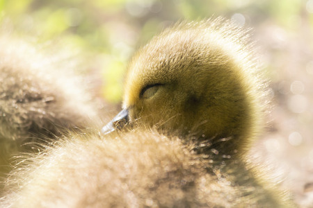 Canada Goose gosling Branta canadensis portrait taken in Maryland during the Spring
