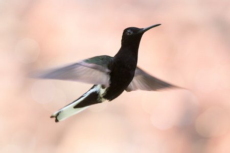Black Jacobin Florisuga fusca hummingbird flying in the Atlantic forest of Brazilの写真素材