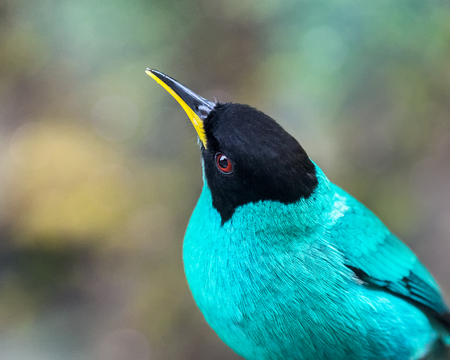 Green Honeycreeper Chlorophanes spiza bird in the Atlantic forest near Rio de Janeiro, Brazilの写真素材