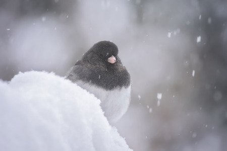 Dark-eyed Junco bird Junco hyemalis standing in the snow in Maryland during a blizzardの写真素材