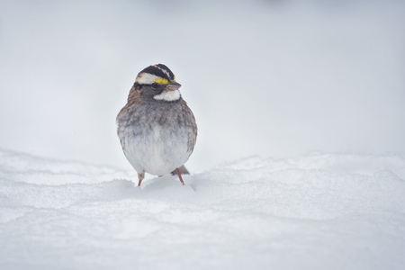 White-throated Sparrow Zonotrichia albicollis standing in the snow in Maryland during the Winterの写真素材