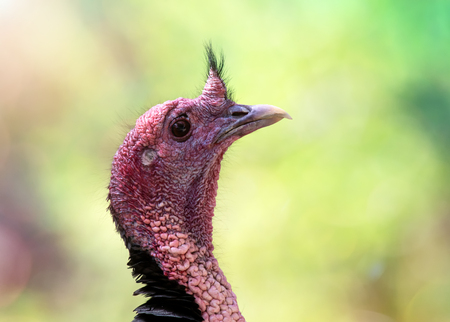 Wild Turkey Meleagris gallopavo tom portrait taken in the forest in Arizonaの写真素材