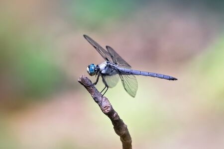 Great Blue Skimmer dragonfly Libellula vibrans perching on a twig during the Summer