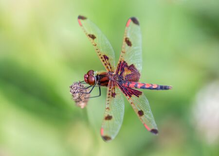 Calico Pennant dragonfly Celithemis elisa perching on clover in Vermont during the Summerの写真素材