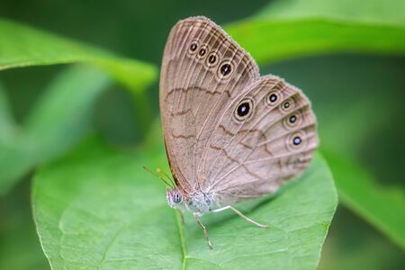 Eyed Brown butterfly Satyrodes eurydice perched on a leaf in Vermont during the Summerの写真素材
