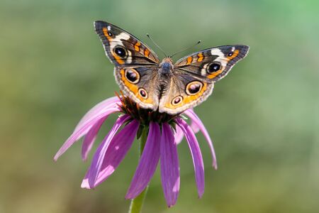 Common Buckeye butterfly Junonia coenia feeding on a coneflower in Maryland during the Summerの写真素材