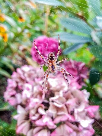 European garden spider Araneus diadematus resting in her web in Cambridgeshire, Englandの写真素材