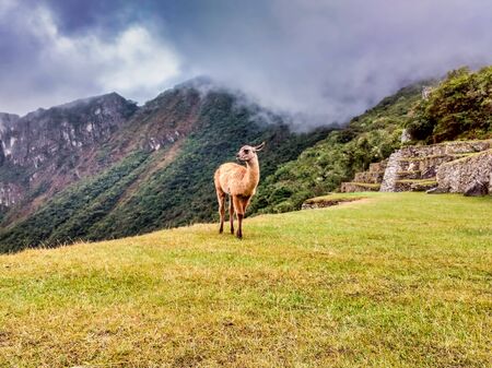 Dense fog, rain and clouds cover the world site of Machu Picchu, Peruの写真素材