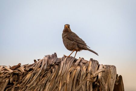Chiguanco Thrush Turdus chiguanco bird standing in the wetlands at Huacarpay Lake near Cusco, Peru