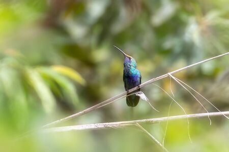 Sparkling Violetear Colibri coruscans hummingbird perching on a twig in Manu National Park, Peru
