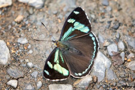 Turquoise Perisama butterfly Perisama comnena puddling for minerals in Manu National Park, Peruの写真素材