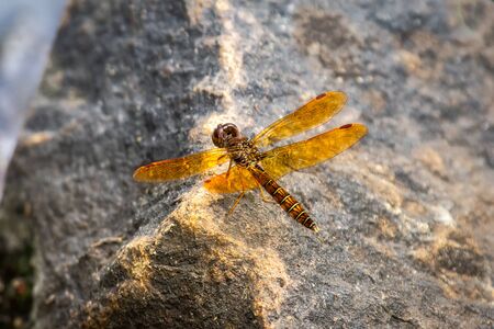 Eastern Amberwing dragonfly Perithemis tenera perching on a rock in Maryland during the Summerの写真素材