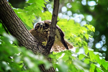Red-shouldered Hawk Buteo lineatus perching in a tree in Maryland during the Summerの写真素材