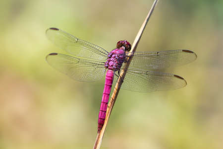 Carmine Skimmer dragonfly Orthemis discolor perching on a twig in Manu National Park, Peruの写真素材