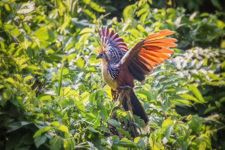 Hoatzin bird Opisthocomus hoazin perching in a tree in Manu National Park, Peruの写真素材