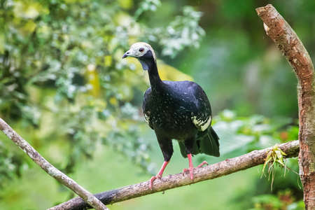 Blue-throated Piping Guan bird Pipile cumanensis perching in the forest in Manu National Park, Peruの写真素材