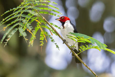 Red-capped Cardinal bird Paroaria gularis perching on a branch in Manu National Park, Peru