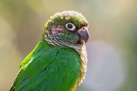 Maroon-bellied Parakeet Pyrrhura frontalis portrait taken in the Atlantic forest of Brazil