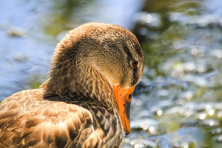 Mallard duck Anas platyrhynchos resting by a lake in Maryland during the Fall