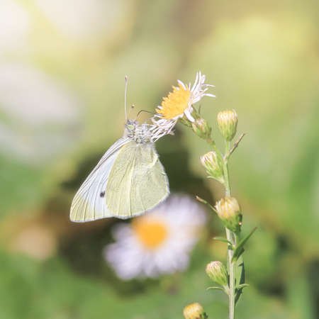 Cabbage White Pieris rapae butterfly feeding on wildflowers in Maryland during the Fall