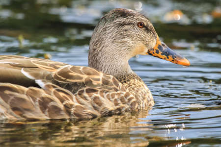 Mallard duck Anas platyrhynchos swimming on a lake in Maryland during the Fallの写真素材