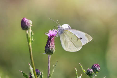 Cabbage White Pieris rapae butterfly feeding on wildflowers in Maryland during the Fallの写真素材