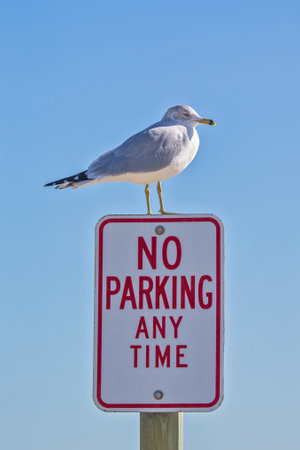 Ring-billed Gull Larus delawarensis standing on a No Parking sign on Assateague Island during the Winterの写真素材