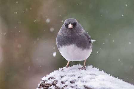Dark-eyed Junco bird Junco hyemalis standing in the snow in Maryland during a blizzardの写真素材