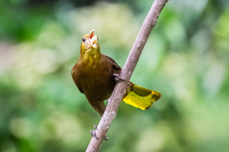 Russet-backed Oropendola bird Psarocolius angustifrons perching on a tree and eating banana in Manu National Park, Peruの写真素材