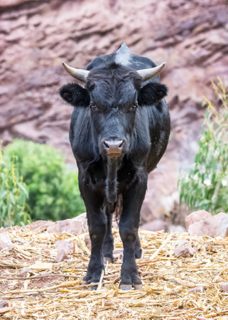 Black bull Bos taurus standing along a road near Cusco, Peruの写真素材
