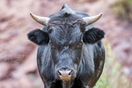 Black bull Bos taurus standing along a road near Cusco, Peruの写真素材