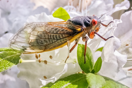 Great Eastern Brood of Periodical Cicada Brood X or Brood 10 adult in Maryland during the 2021...