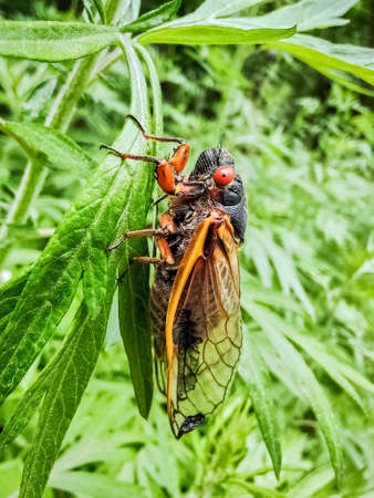 Great Eastern Brood of Periodical Cicada Brood X or Brood 10 adult in Maryland during the 2021...