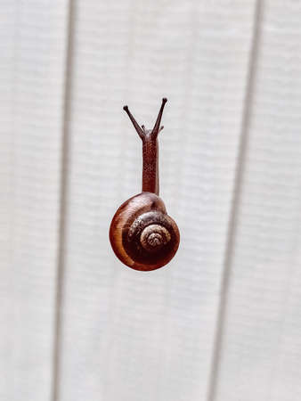 Tiny land snail climbing up a window in Maryland during the Summerの写真素材