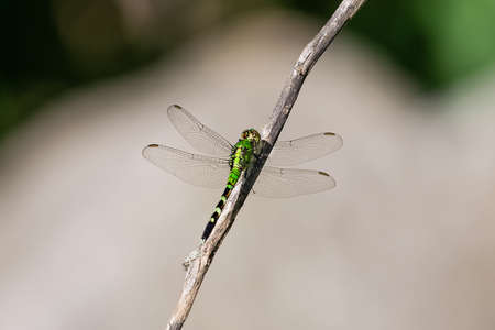 Eastern Pondhawk dragonfly Erythemis simplicicollis resting on a twig in Maryland during the Summerの写真素材
