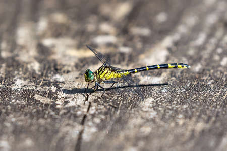 Eastern Least Clubtail dragonfly Stylogomphus albistylus resting on a log by a lake in Maryland during the Summerの写真素材