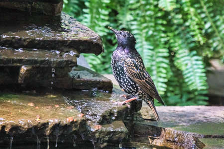 European Starling Sturnus vulgaris resting by a pond in Maryland during the Summerの写真素材
