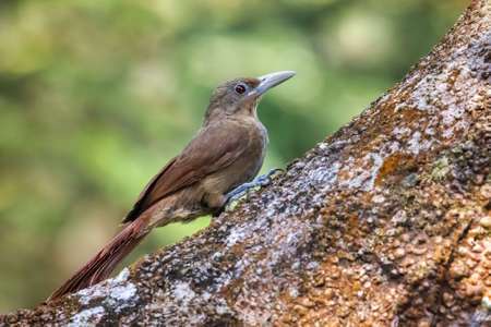 Cinnamon-throated Woodcreeper bird Dendrexetastes rufigula climbing on a tree in Manu National Park, Peruの写真素材