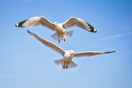 Ring-billed Gull Larus delawarensis hovering in flight over the Chesapeake Bay during the Winterの写真素材
