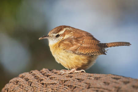 Carolina Wren Thryothorus ludovicianus standing on a fence in the snow in Maryland during the Winterの写真素材