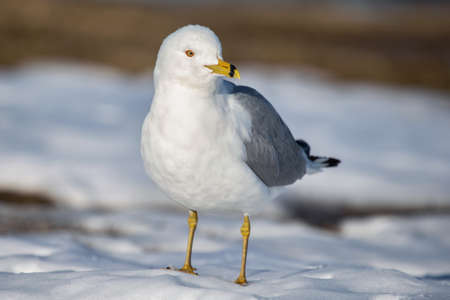 Ring-billed Gull Larus delawarensis standing in the snow in Maryland during the Winterの写真素材