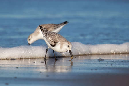 Sanderling bird Calidris alba foraging on the beach at Chincoteague National Wildlife Refuge in...
