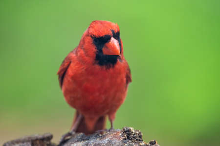 Northern Cardinal Cardinalis cardinalis perching on a log in Maryland during the Spring