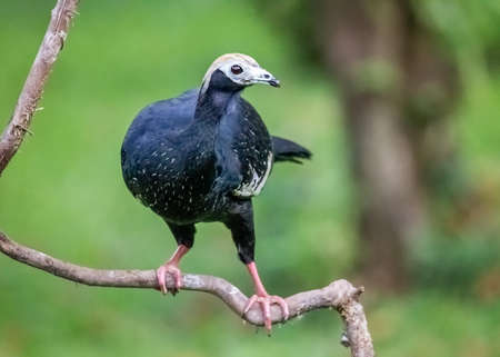 Blue-throated Piping Guan bird Pipile cumanensis perching in the forest in Manu National Park, Peru