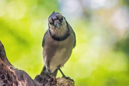 Blue Jay Cyanocitta cristata perching on a log in Maryland during the Spring